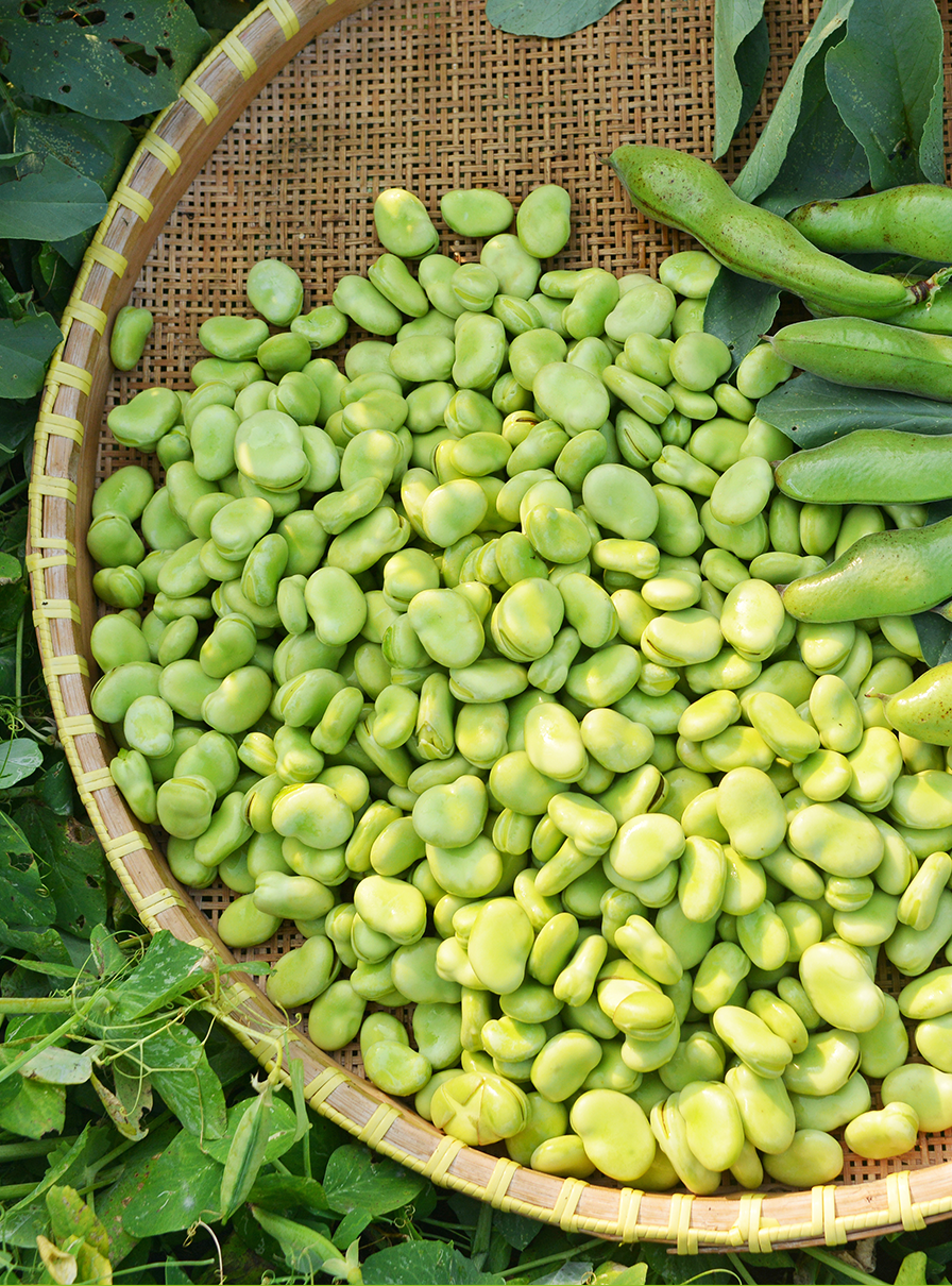 faba beans